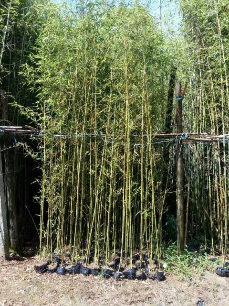 湖南郴州绿竹，湖北刚竹，广东刚竹4~5m