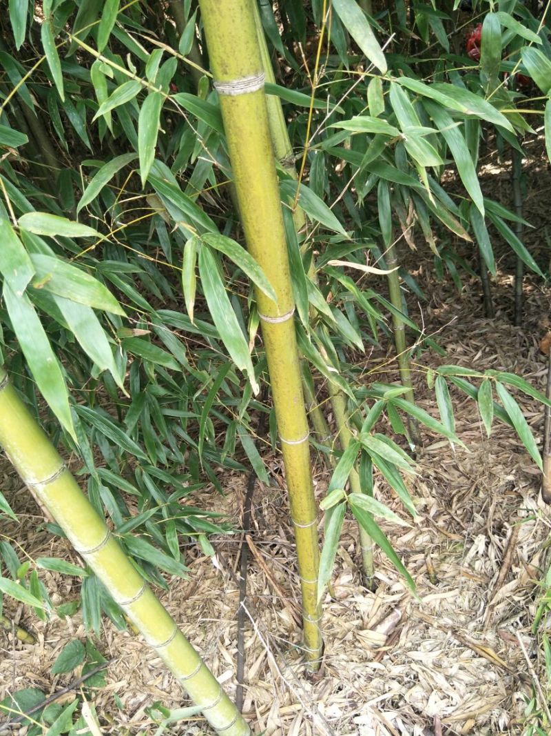 湖南郴州绿竹，湖北刚竹，广东刚竹4~5m