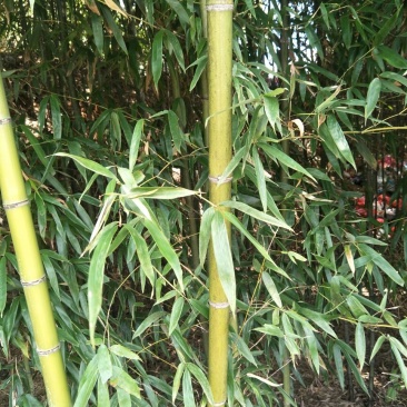 湖南郴州绿竹,湖北刚竹,广东刚竹4~5m