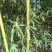 湖南郴州绿竹,湖北刚竹,广东刚竹4~5m