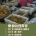 【参农自销】吉林人参带土鲜参东北特产现挖现卖