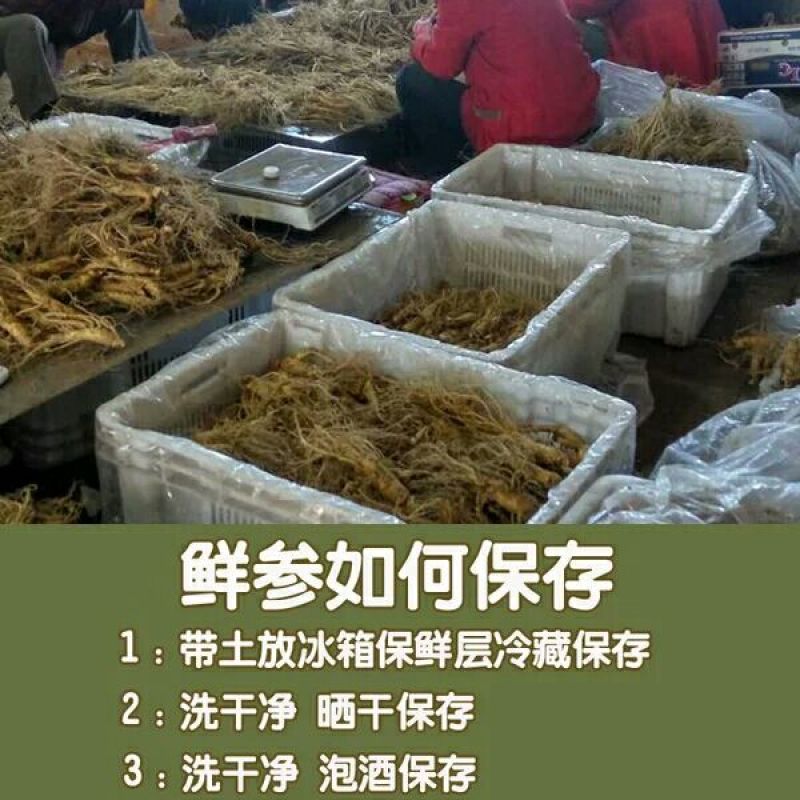 【参农自销】吉林人参带土鲜参东北特产现挖现卖