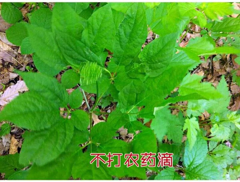 【参农自销】吉林人参带土鲜参东北特产现挖现卖