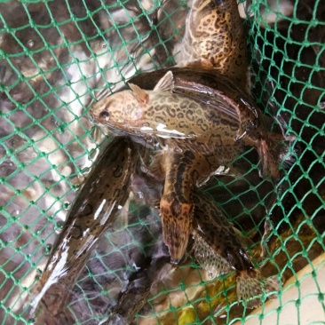 斑鳜食用活鱼10~20cm