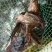 斑鳜食用活鱼10~20cm