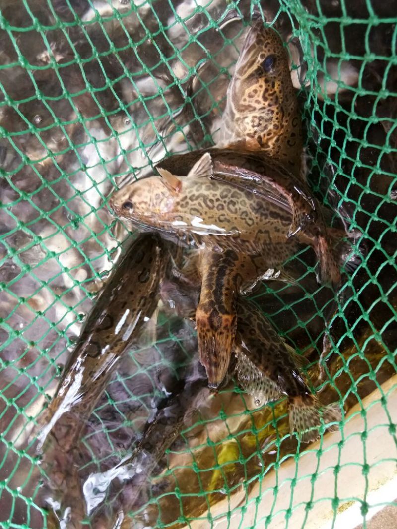 斑鳜食用活鱼10~20cm