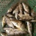 斑鳜食用活鱼10~20cm