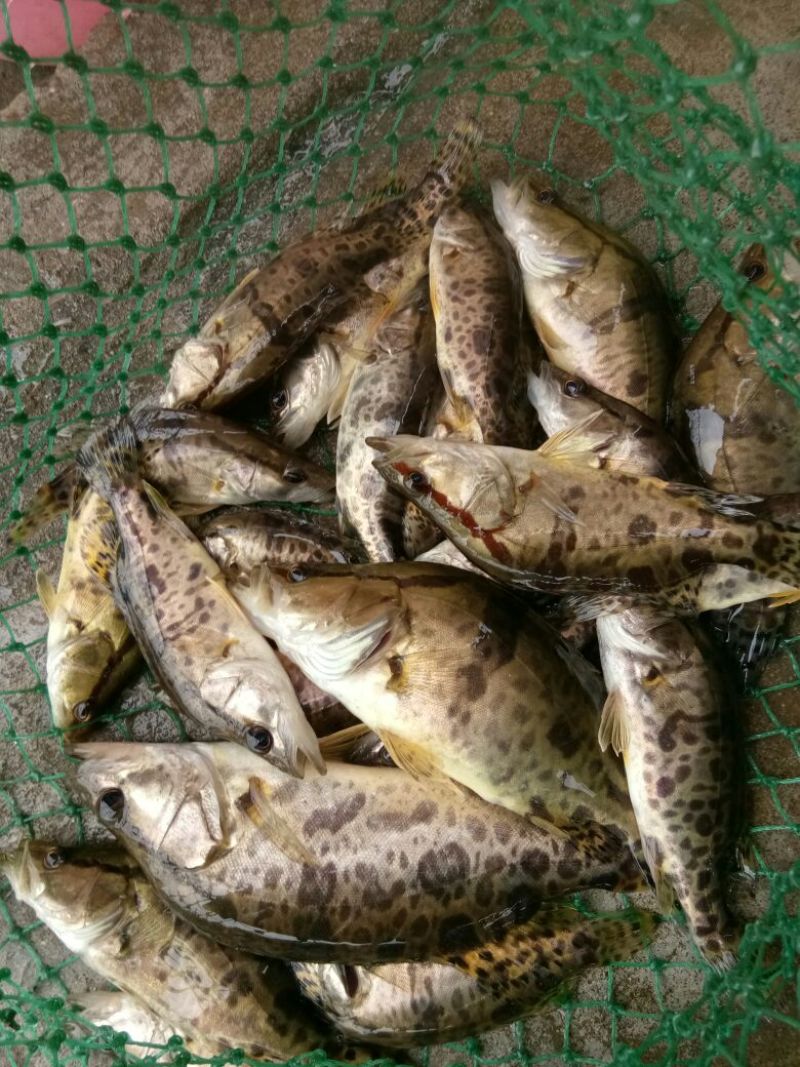 斑鳜食用活鱼10~20cm
