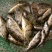 斑鳜食用活鱼10~20cm