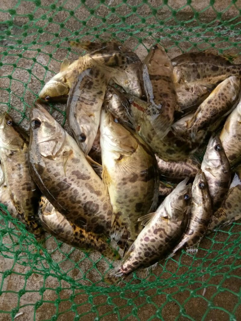 斑鳜食用活鱼10~20cm