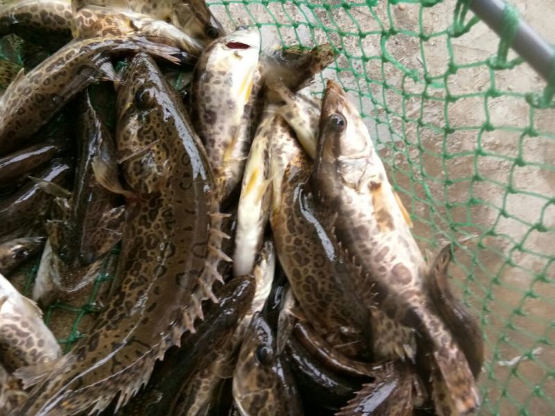 斑鳜食用活鱼10~20cm