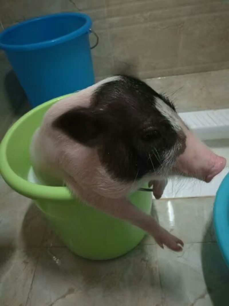 巴马香猪母