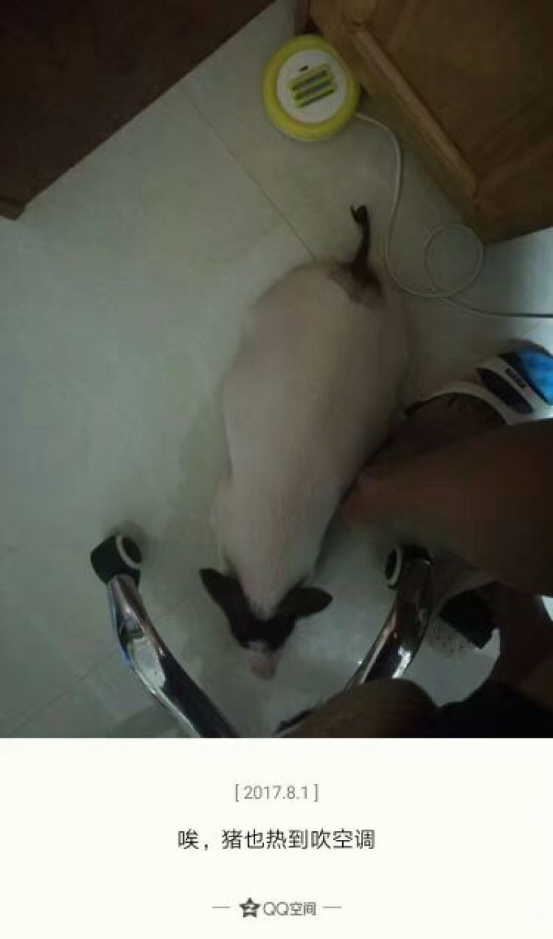 巴马香猪母