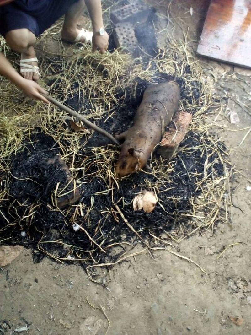 巴马香猪母