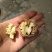 三丰核桃新老品种30以上