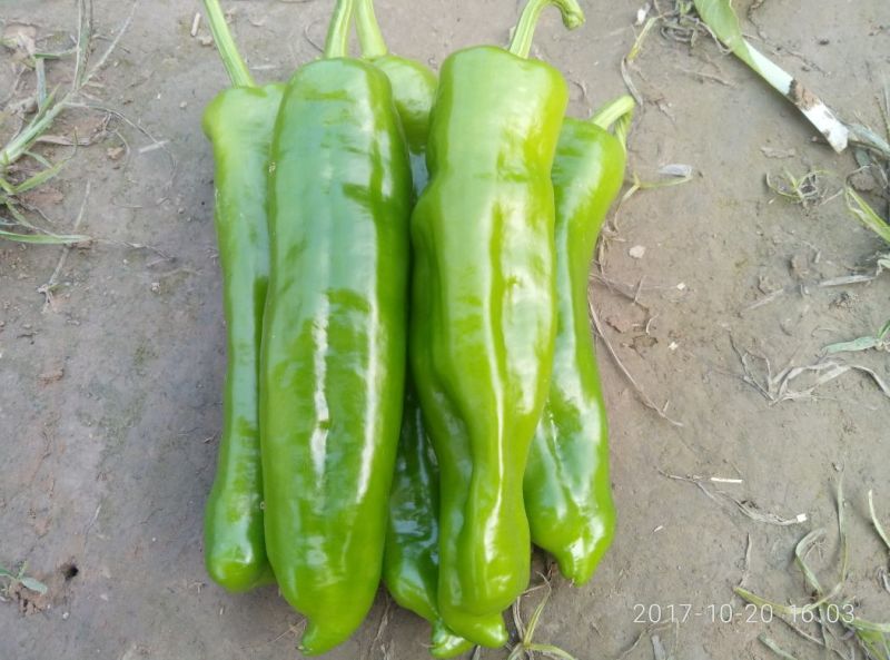 商丘夏邑301辣椒鲜辣椒辣椒15~20厘米来电