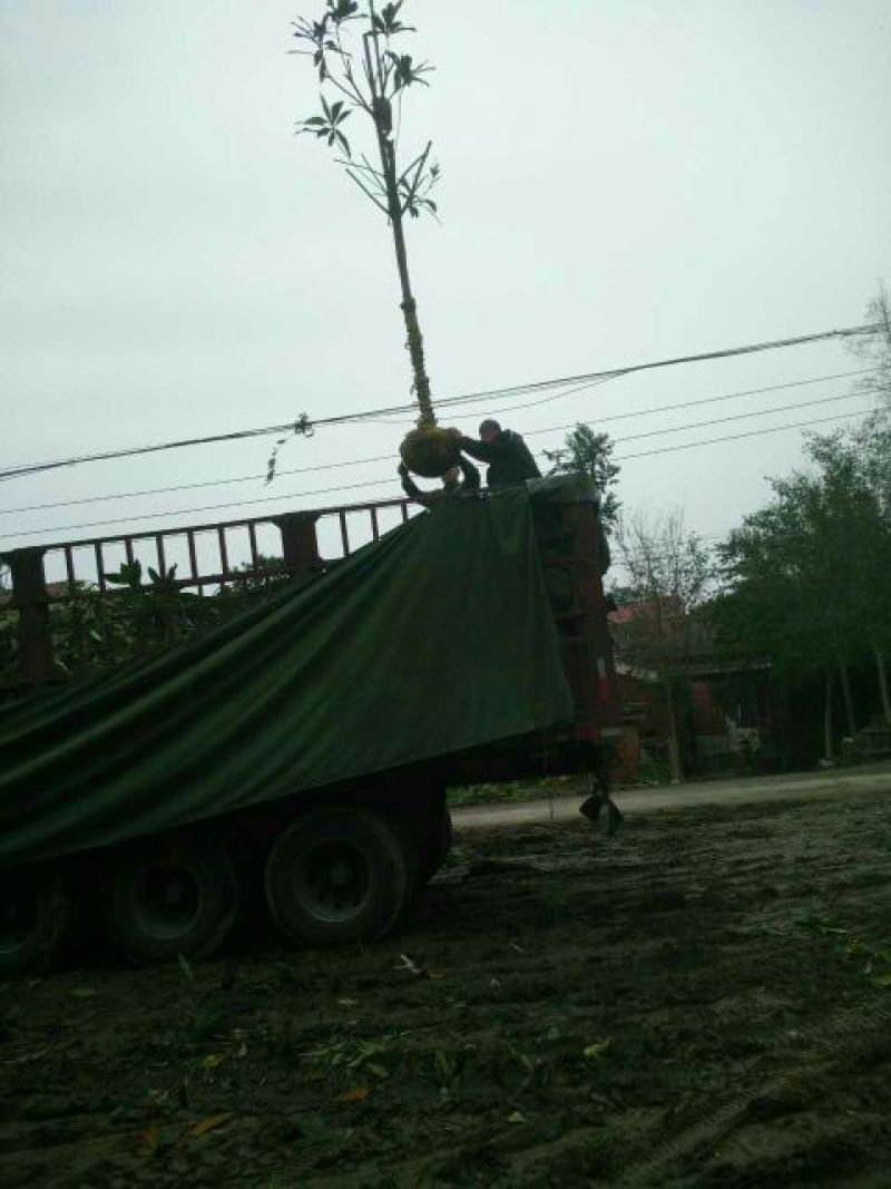 枇杷树171~200cm