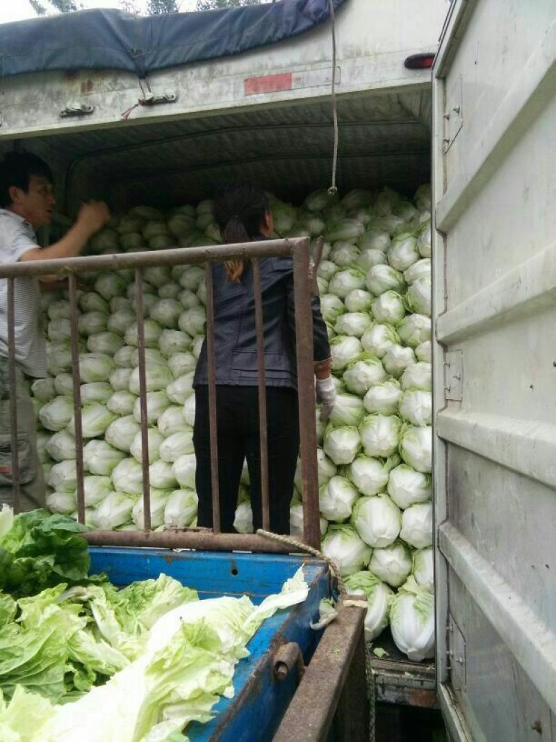 大白菜4~6斤净菜质优价廉，欢迎新老朋友联系