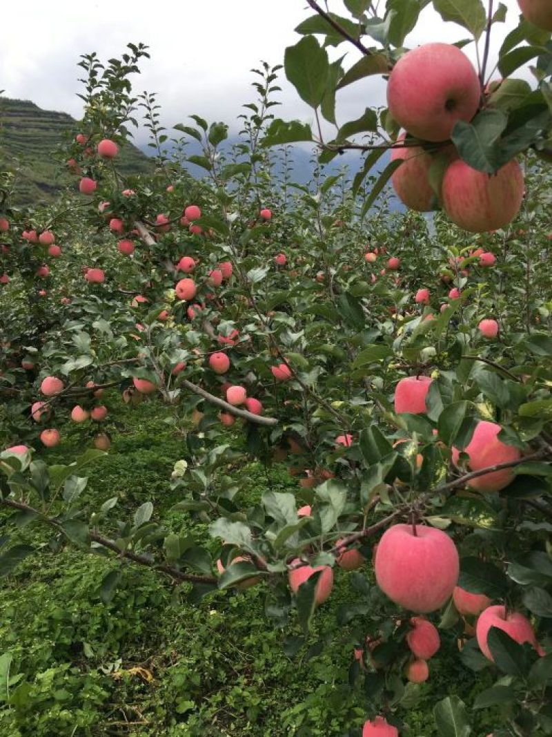 红富士苹果90mm以上膜袋