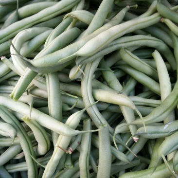小刀豆15~20cm