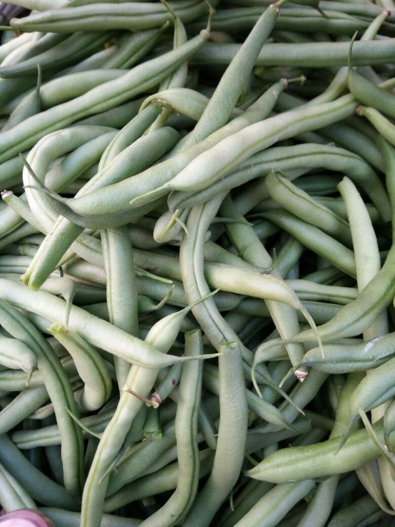 小刀豆15~20cm