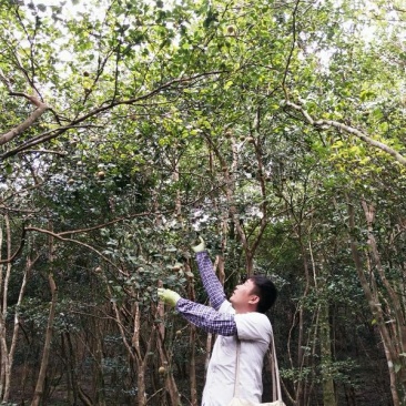 山茶油果小籽