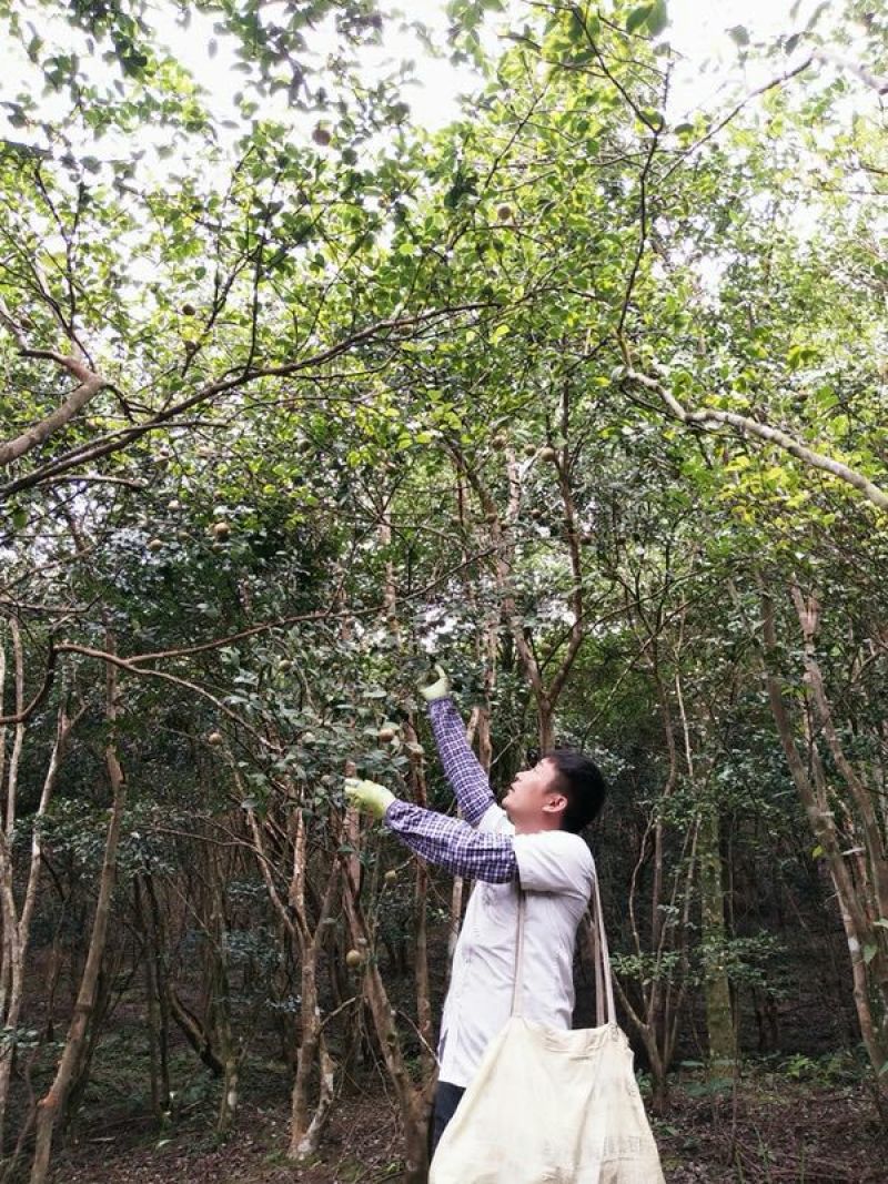 山茶油果小籽