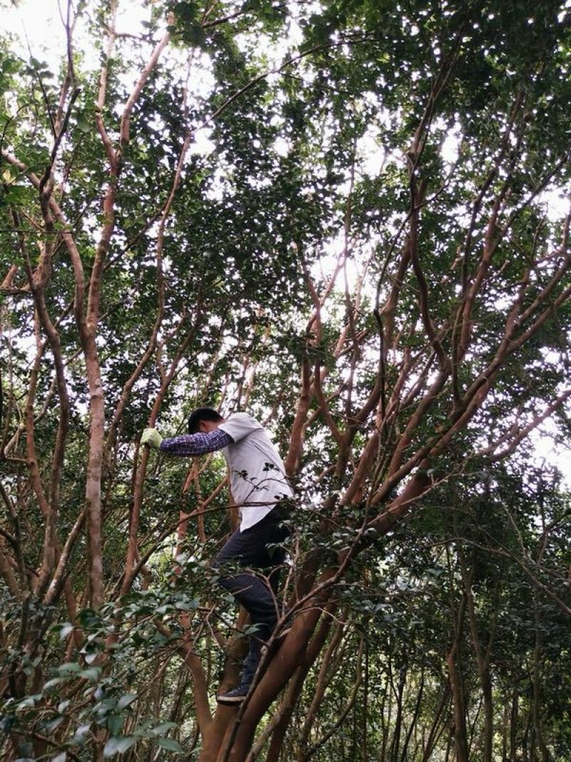 山茶油果小籽