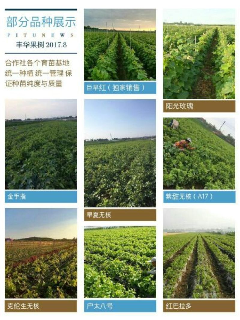 阳光玫瑰葡萄苗基地直发保证纯度假一赔万