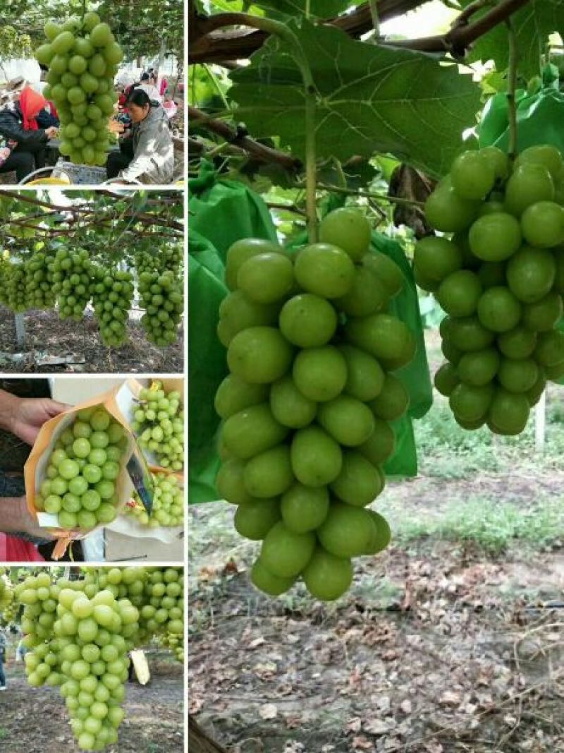 阳光玫瑰葡萄苗基地直发保证纯度假一赔万