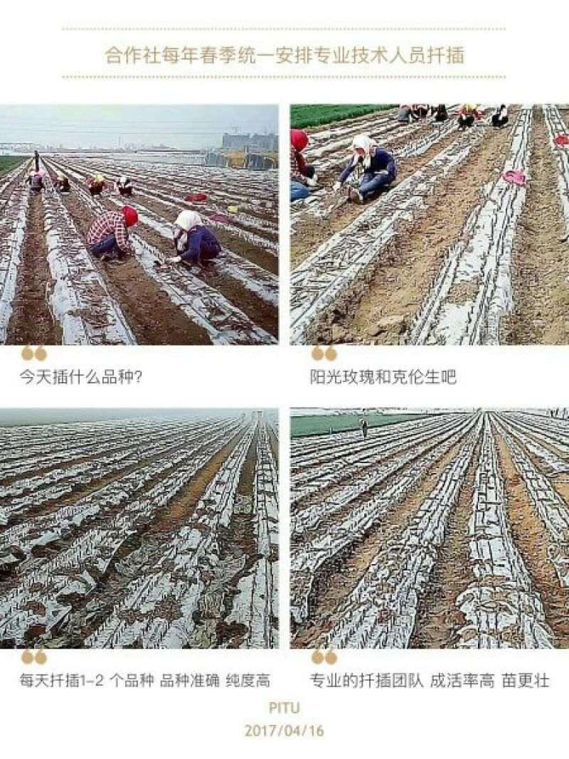 阳光玫瑰葡萄苗基地直发保证纯度假一赔万
