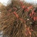 阳光玫瑰葡萄苗基地直发保证纯度假一赔万