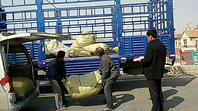 阳光玫瑰葡萄苗基地直发保证纯度假一赔万