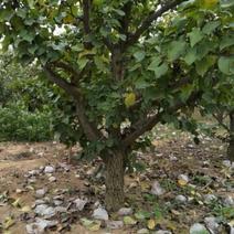 梨树12~14cm3.5~4米