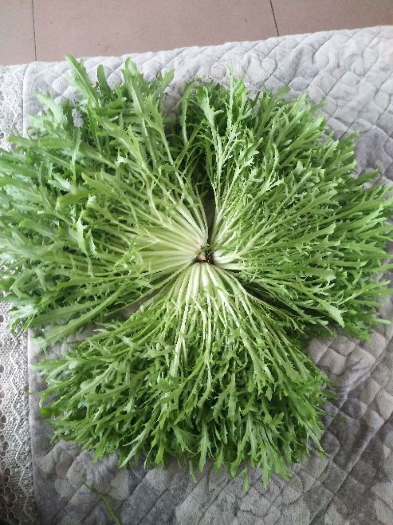 苦菊15~20cm