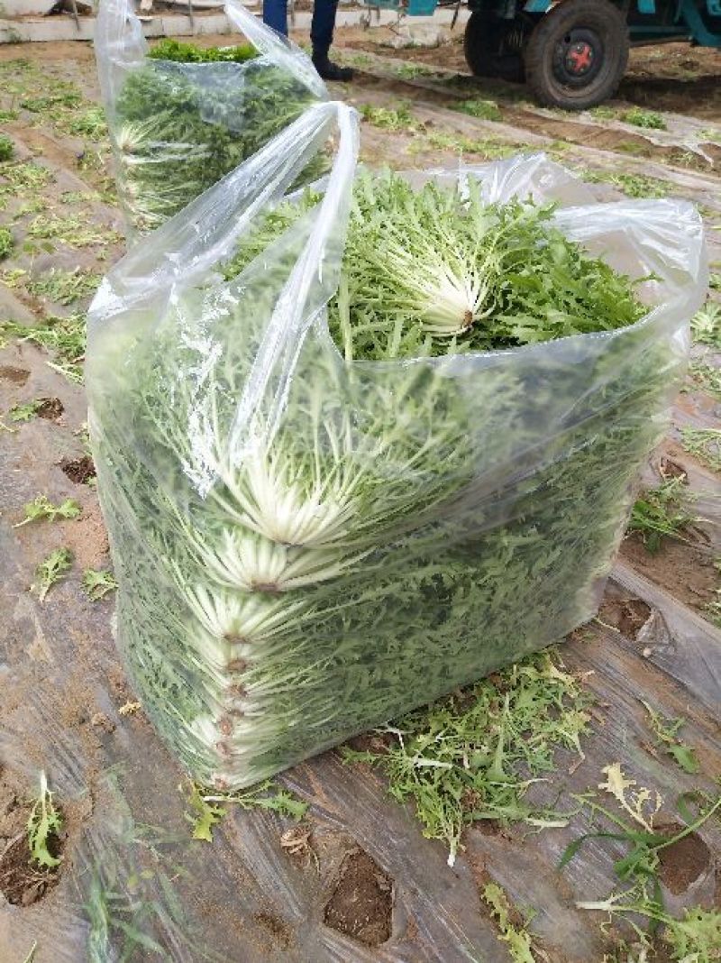 苦菊15~20cm