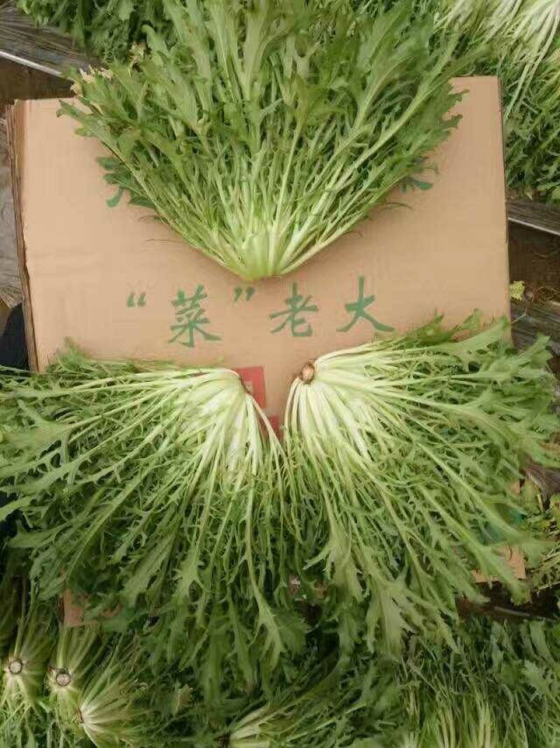 苦菊15~20cm