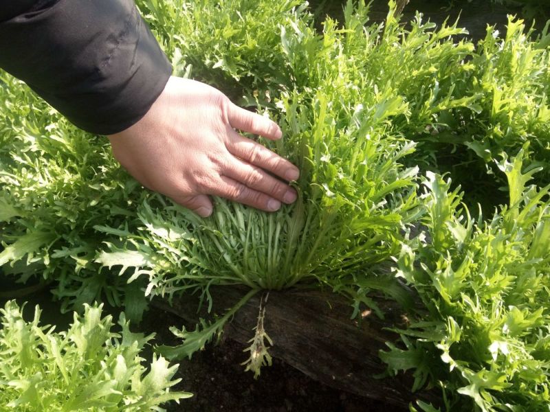 苦菊15~20cm