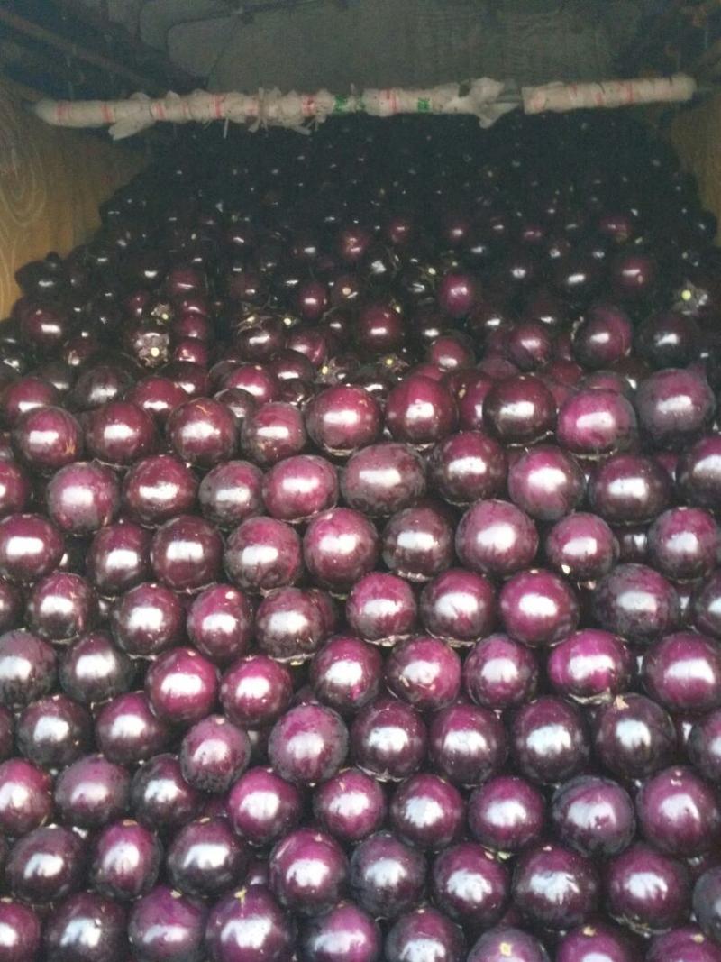 （圆茄）河北饶阳紫光圆茄，大量上市，大量现货，以质论价