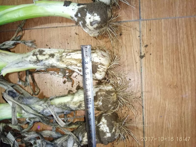 鸡腿大葱特色大葱，头大，白长，冬储必备！毛葱辛辣味大