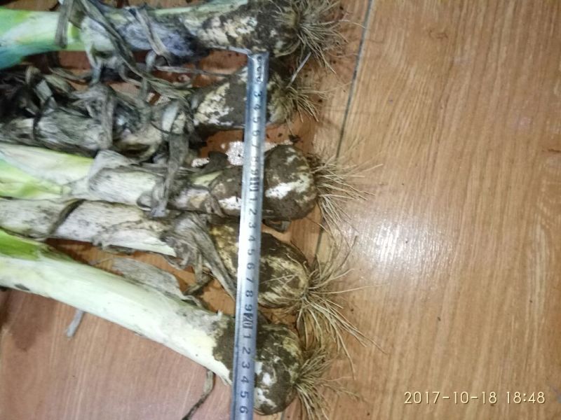 鸡腿大葱特色大葱，头大，白长，冬储必备！毛葱辛辣味大