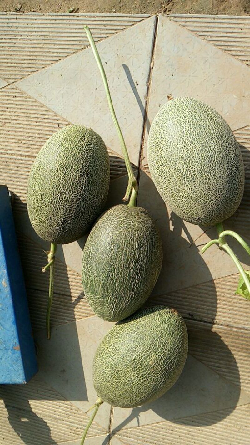西州蜜瓜3斤以上椭圆形