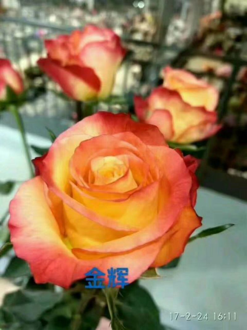 玫瑰鲜切花18朵