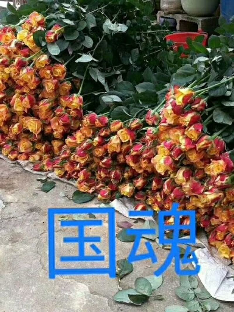 玫瑰鲜切花18朵