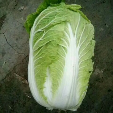 凌海冬储大白菜大量上市净菜4斤起