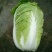 凌海冬储大白菜大量上市净菜4斤起
