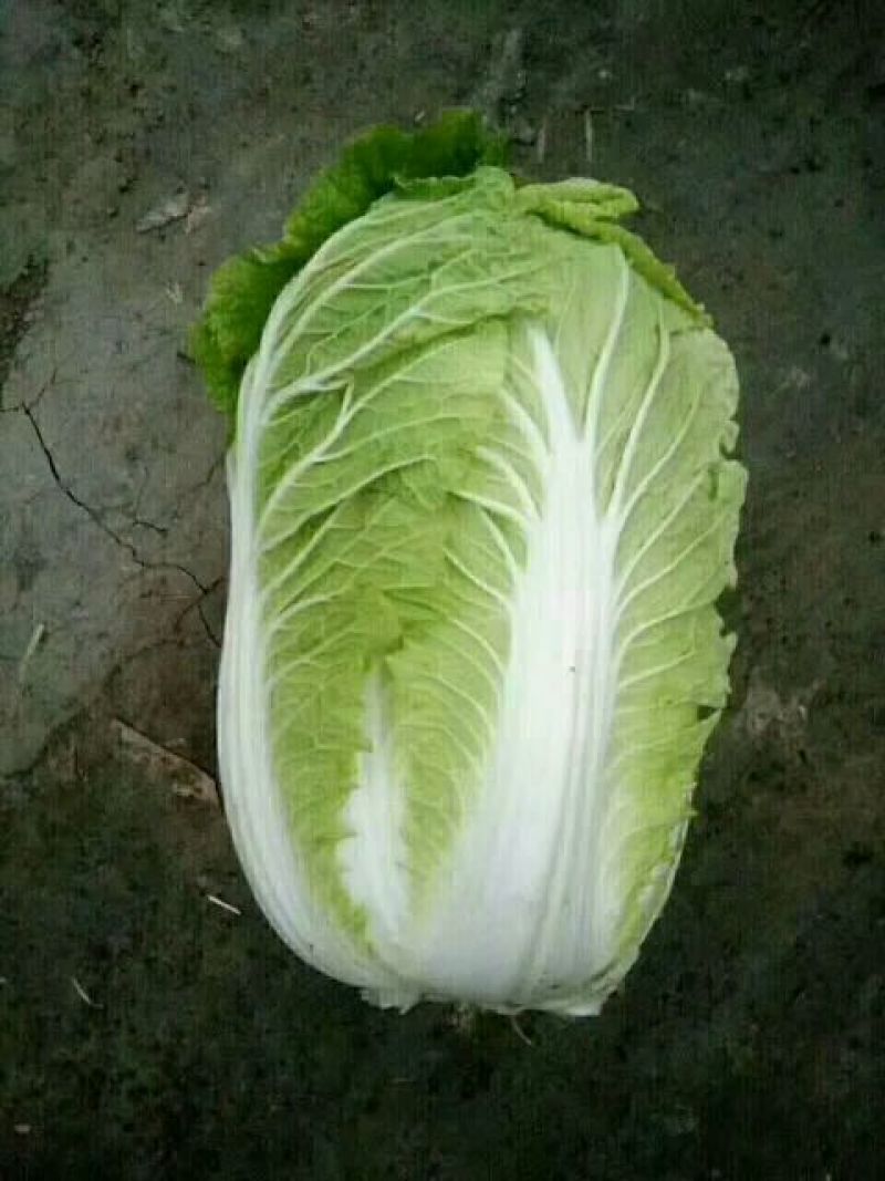 凌海冬储大白菜大量上市净菜4斤起