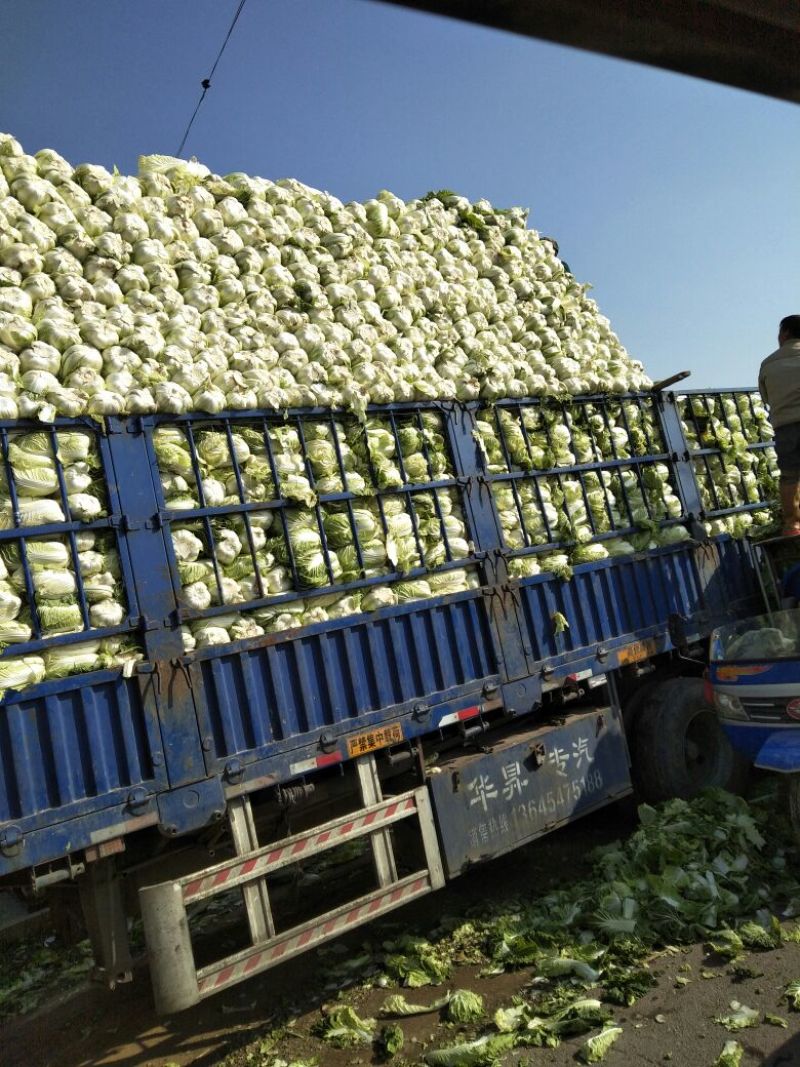凌海冬储大白菜大量上市净菜4斤起