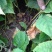 猕猴桃苗0.4~0.6cm30~35cm实生苗