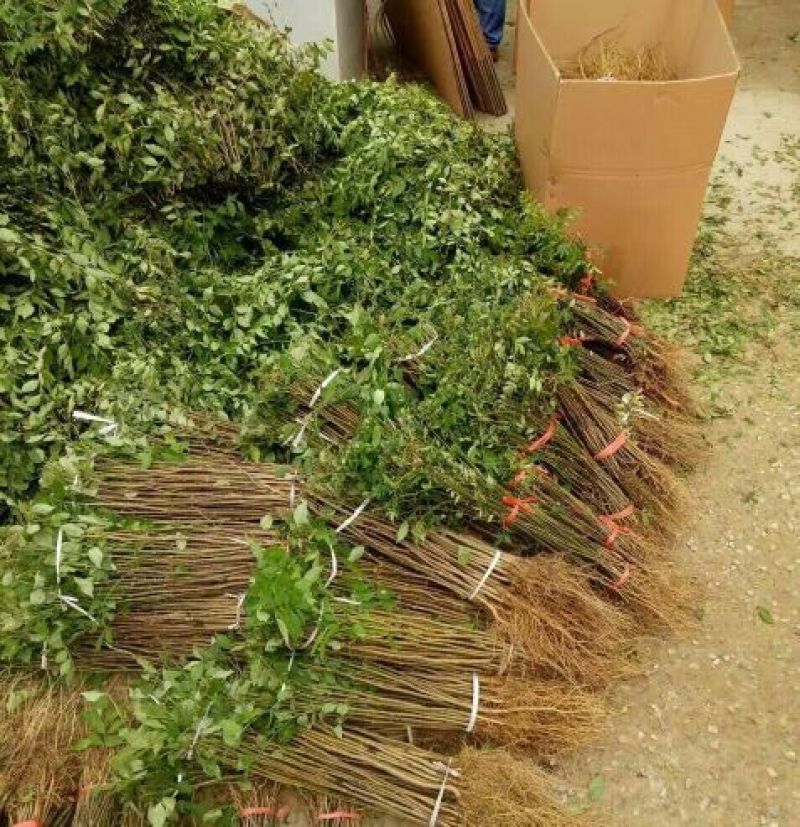 花椒苗大红袍花椒苗